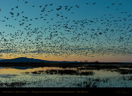 Bosque_delApache_DawnFlyout_2246