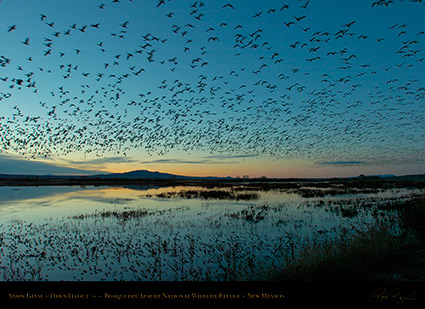 Bosque_delApache_DawnFlyout_2251