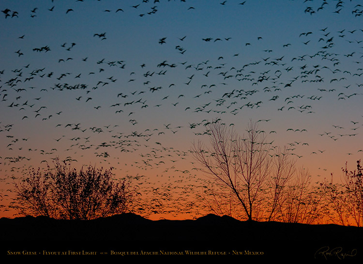 Bosque_delApache_FirstLight_2468