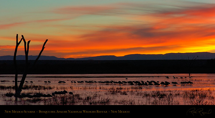 Bosque_del_Apache_Dawn_6492_pano