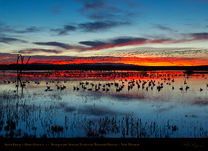 Bosque_del_Apache_Dawn_Flyout_X8721