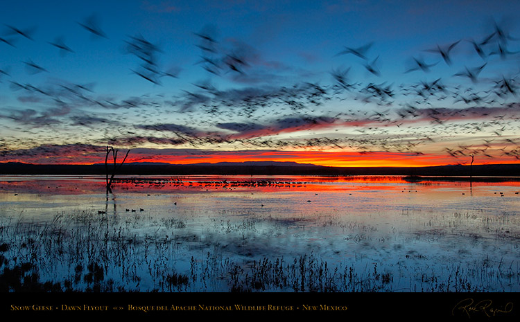Bosque_del_Apache_Dawn_Flyout_X8728