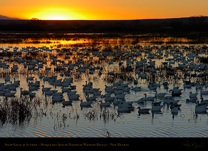 Bosque_del_Apache_Sunrise_3887