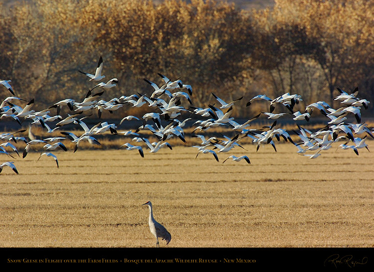 SnowGeese_BosqueFarmFields_2960