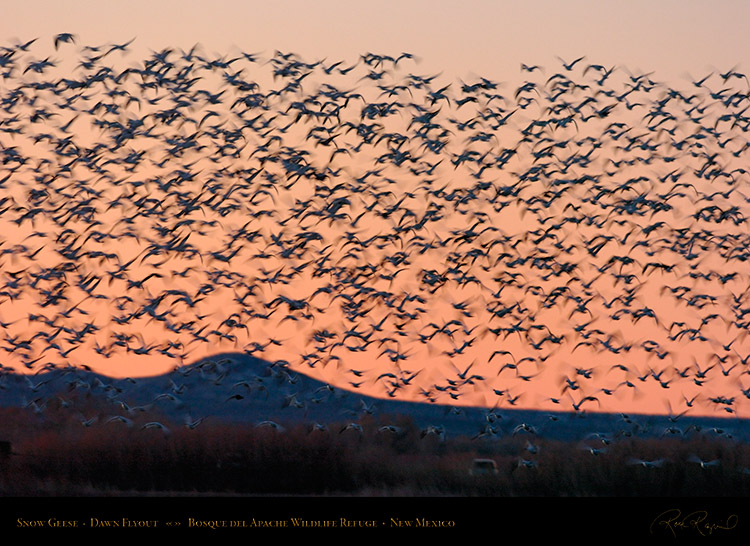 SnowGeese_DawnFlyout_1685