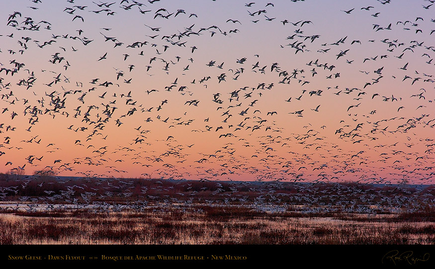 SnowGeese_DawnFlyout_3879_16x9