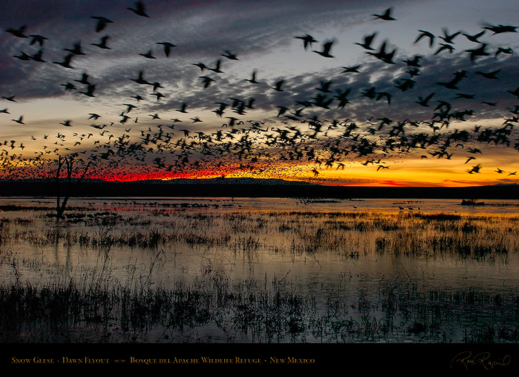 SnowGeese_DawnFlyout_4476