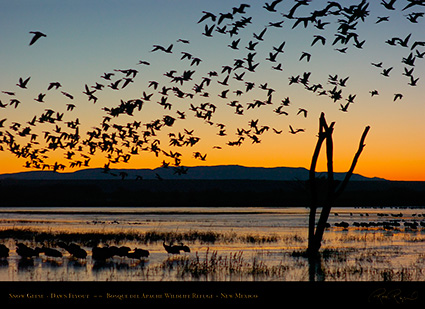 SnowGeese_DawnFlyout_6398