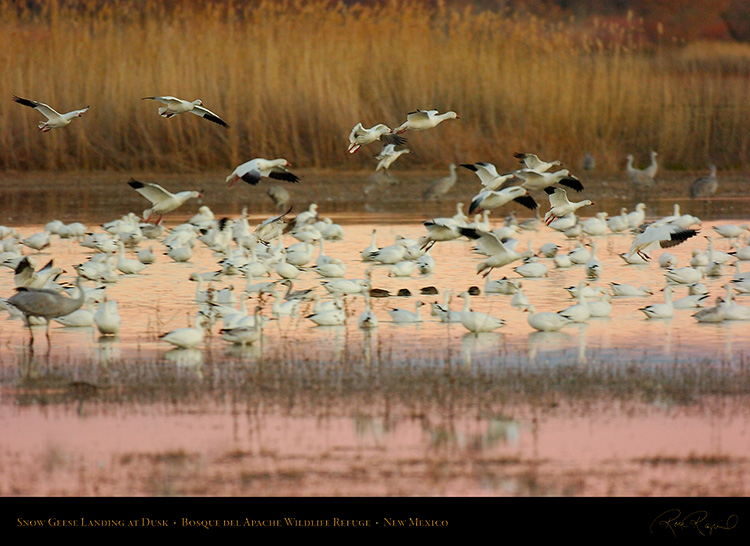 SnowGeese_DuskLanding_5453