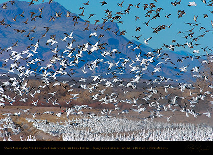 SnowGeese_Mallards_BosqueFarmFields_2193