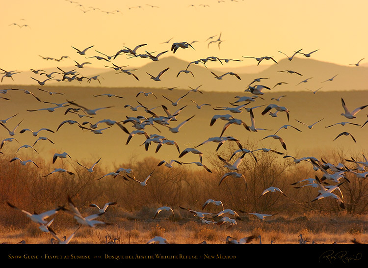 SnowGeese_SunriseFlyout_2764