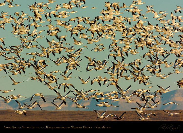 SnowGeese_SunsetFly-in_3073