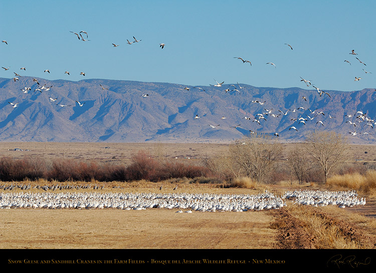 SnowGeese_andCranes_FarmField_X6438