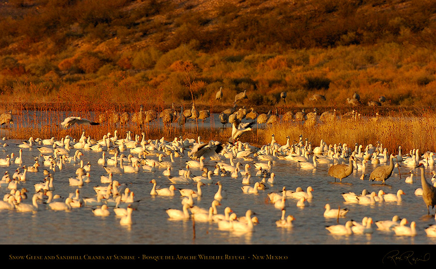 SnowGeese_andCranes_atSunrise_3529_16x9