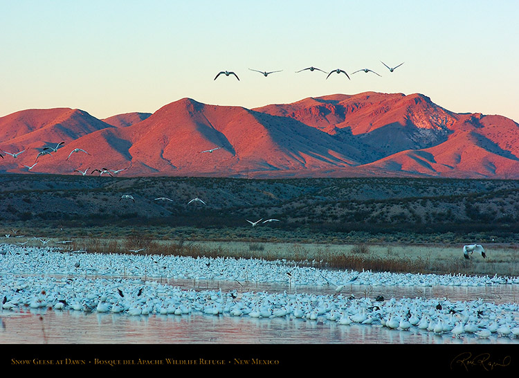 SnowGeese_atDawn_6440