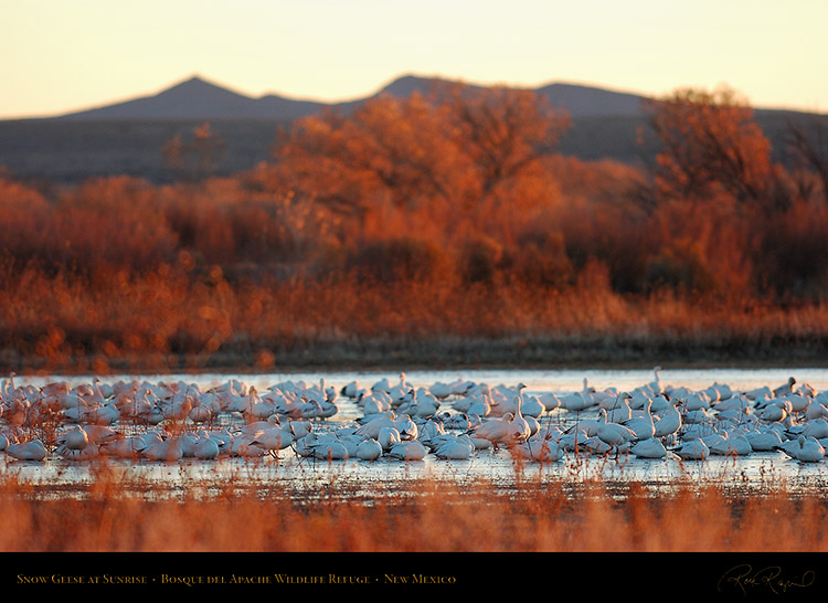 SnowGeese_atSunrise_1710