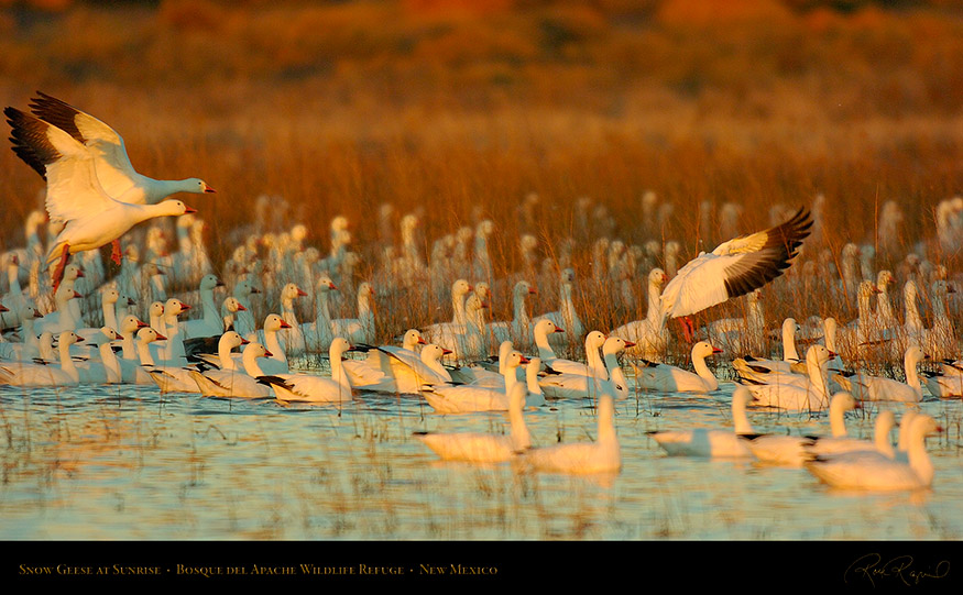 SnowGeese_atSunrise_2328_16x9