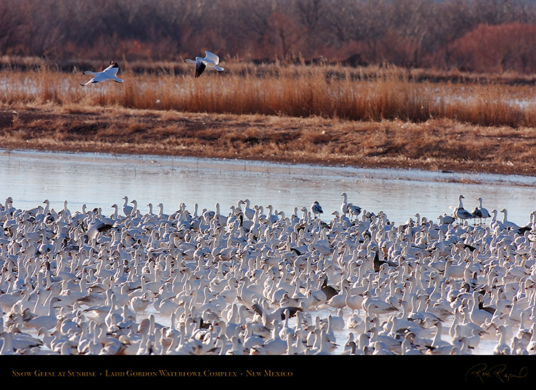 SnowGeese_atSunrise_HS8408