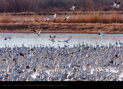 SnowGeese_atSunrise_HS8427