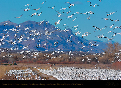 SnowGeese_BosqueFarmFields_2169