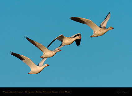 SnowGeese_MorningFlight_4179