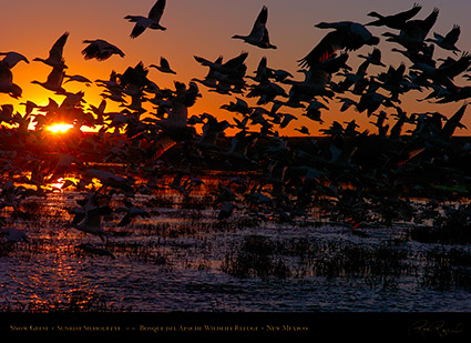 SnowGeese_SunriseSilhouette_3897