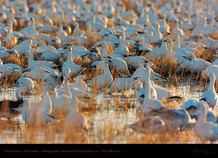 SnowGeese_atSunrise_2769