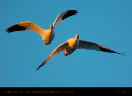 SnowGeese_atSunrise_4593