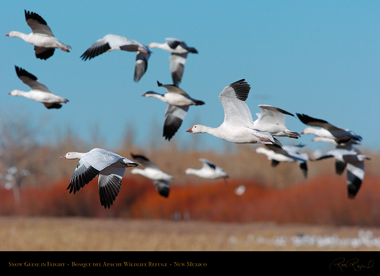 SnowGeese_inFlight_2252