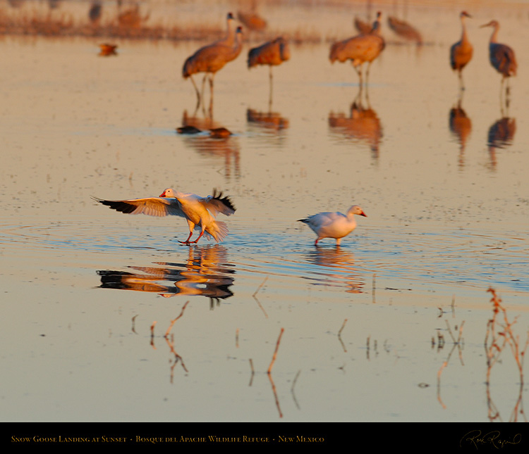 SnowGoose_SunsetLanding_0434Ms