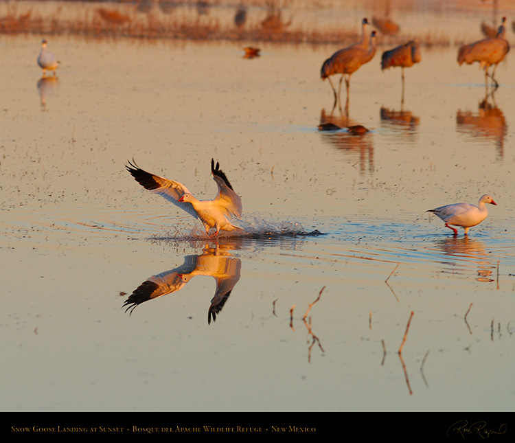 SnowGoose_SunsetLanding_0435Ms