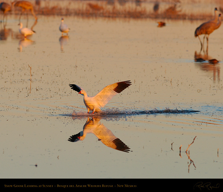 SnowGoose_SunsetLanding_0436Ms