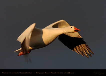 SnowGoose_atSunrise_3699