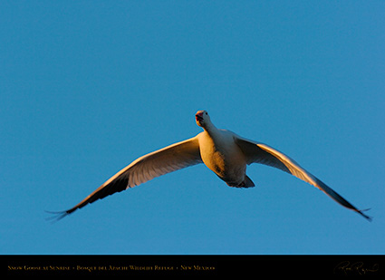 SnowGoose_atSunrise_4738