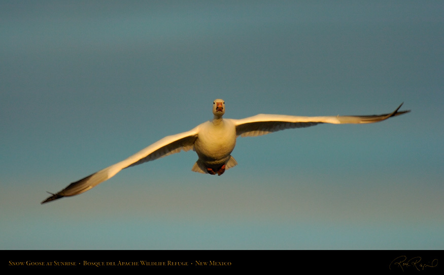 SnowGoose_atSunrise_6454_16x9