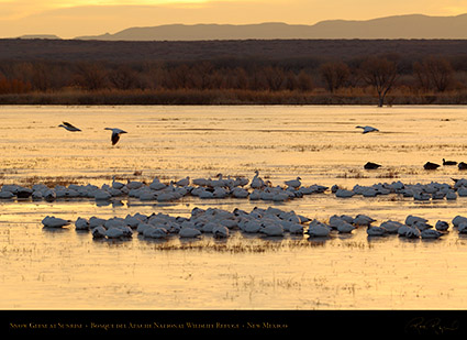 Snow_Geese_at_Sunrise_X6407