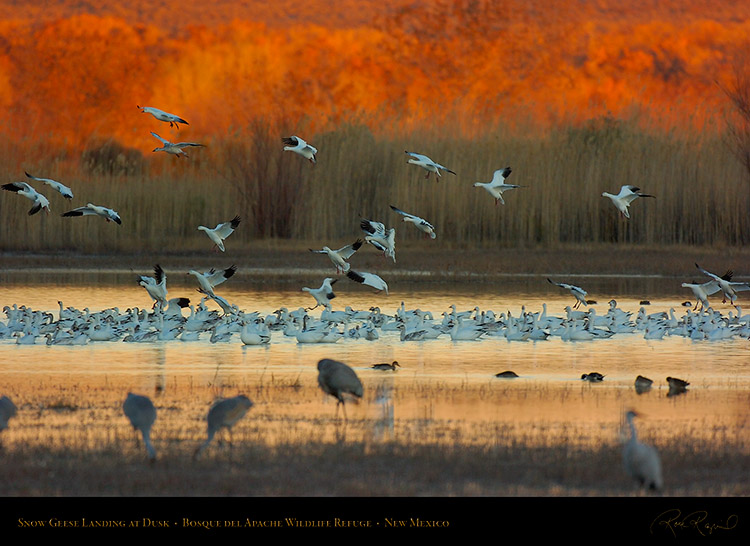 SnowGeese_DuskLanding_3615