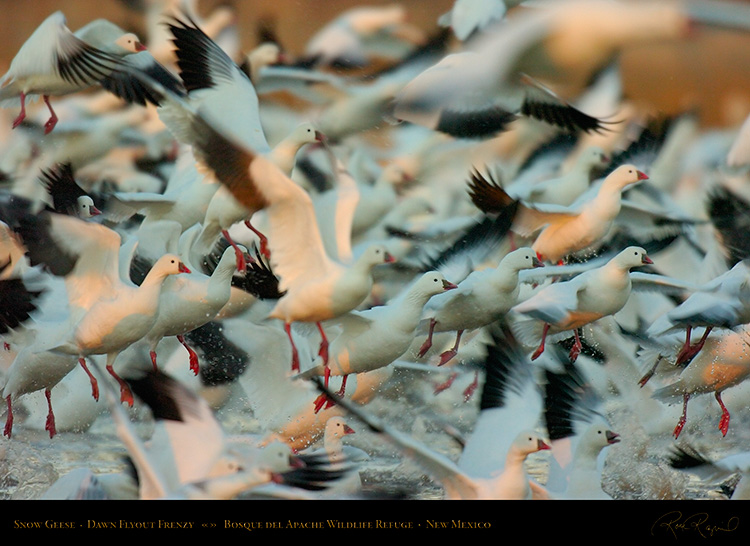 SnowGeese_Flyout_Frenzy_2316