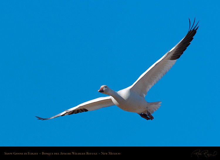 SnowGoose_inFlight_2218