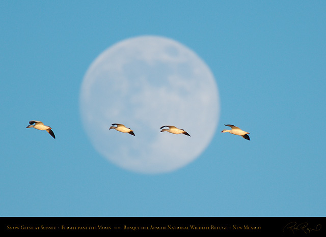 Snow_Geese_Moon_X4031