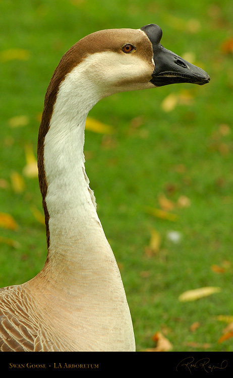 SwanGoose_Portrait_HS1317