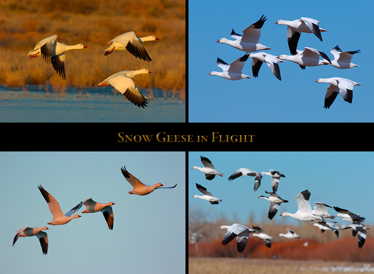 SnowGeese_Flight