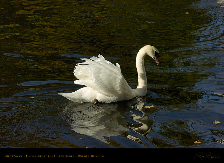 MuteSwan_Groenerei_atUilenspiegel_2347