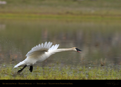 TrumpeterSwan_MatingDisplay_7373