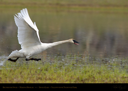 TrumpeterSwan_MatingDisplay_7374