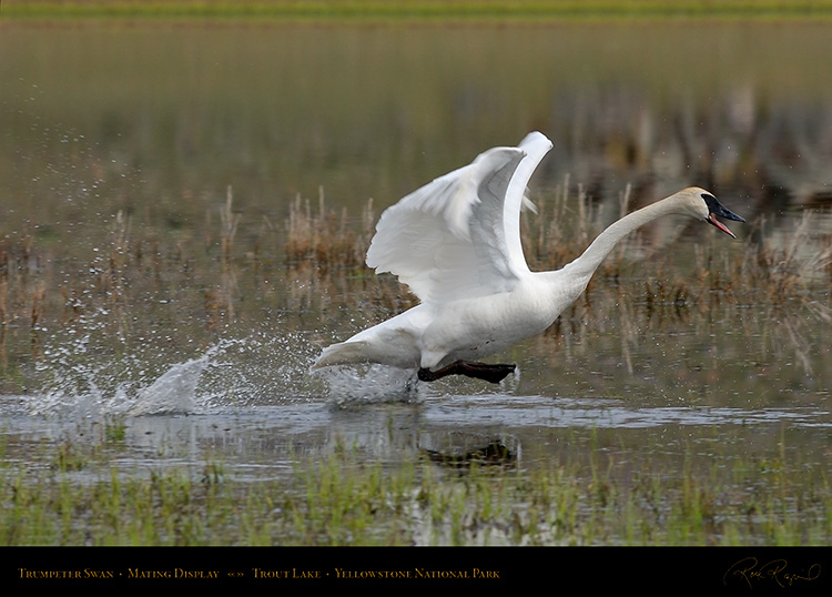 TrumpeterSwan_MatingDisplay_7396