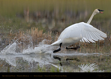 TrumpeterSwan_MatingDisplay_7398