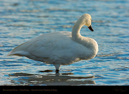 TrumpeterSwan_SwanLake_9834