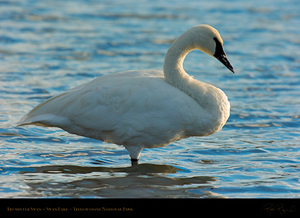 TrumpeterSwan_SwanLake_9835