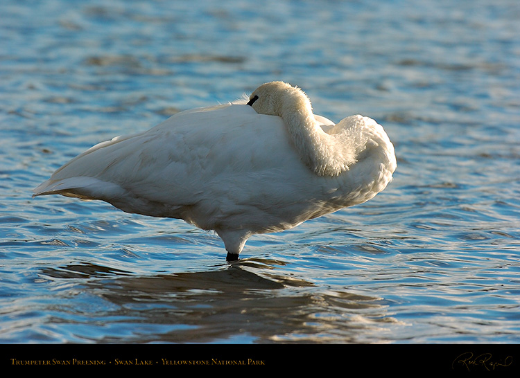 TrumpeterSwan_SwanLake_9840